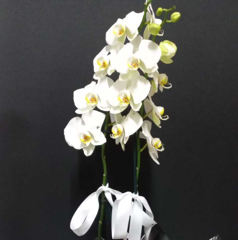 NO:4 2 DAL BEYAZ ORKİDE FİYAT 1600 TL 